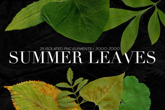 25 Isolated Summer Leaves: A Creative Resource for Modern Designers